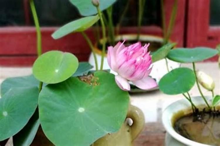碗莲是否需要施钾肥？