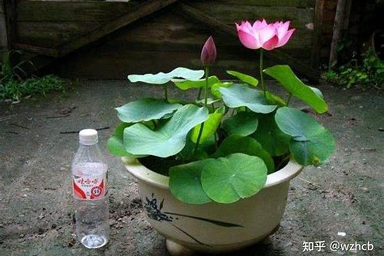 碗莲开花施什么肥