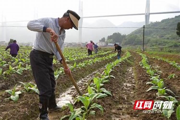 硫酸钾复合肥溶于水吗？可以用作水溶肥吗？