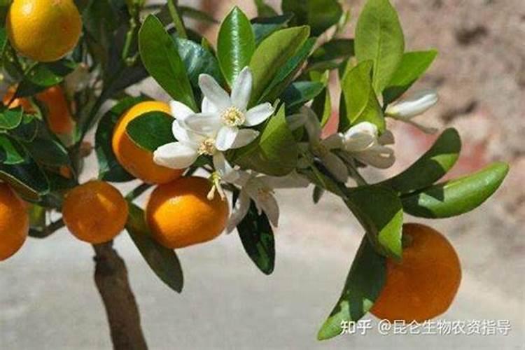 黄腐酸钾是钾肥吗,附使用方法和注意事项