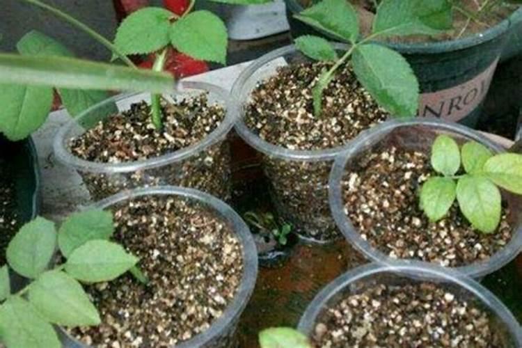 种玉米用什么肥料最好