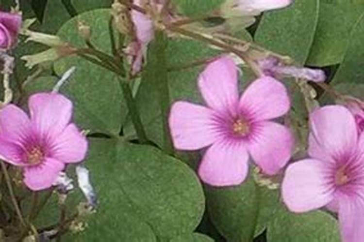 月季芽尖枯焦是什么原因