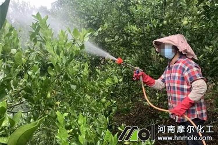 橘子泡水多久能浇花