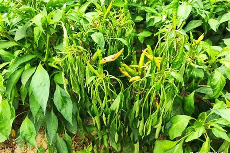 施肥过多导致的烧根症状是什么？
