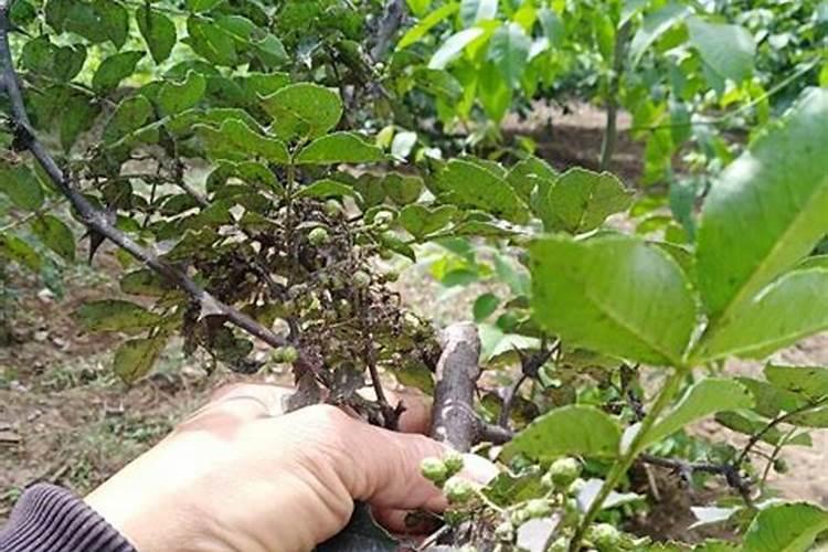 受冻害的花椒树能打磷酸二氢钾和芒台素内脂吗？