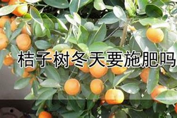 桔子树怎么养护和施肥