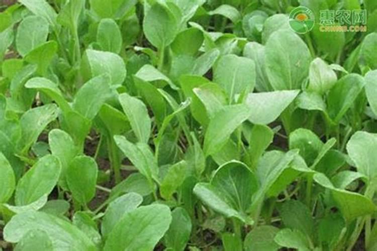 大面积种植小白菜,在追肥时该如何选择肥料？