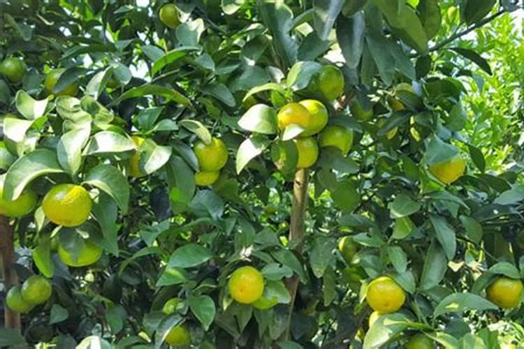 家养桔子树施什么肥料