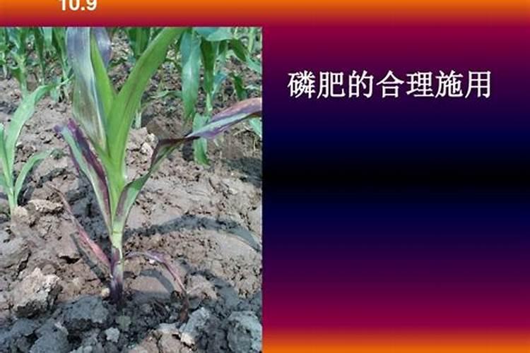 种植花生磷肥的正确方法