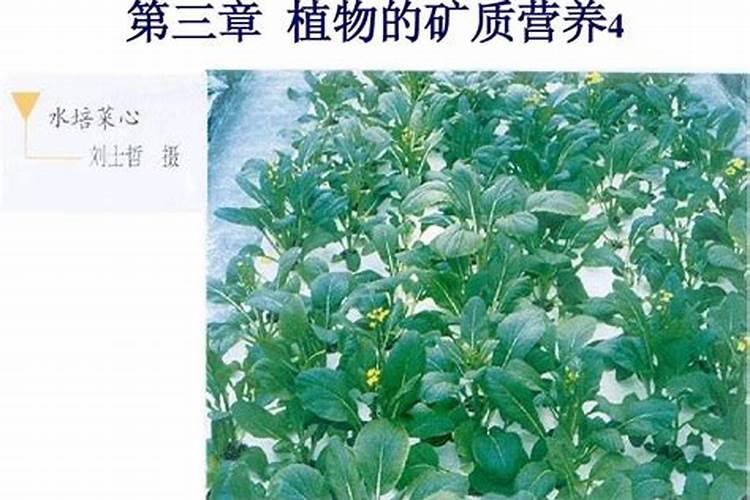 莴笋用什么肥料才能长得粗壮宽大
