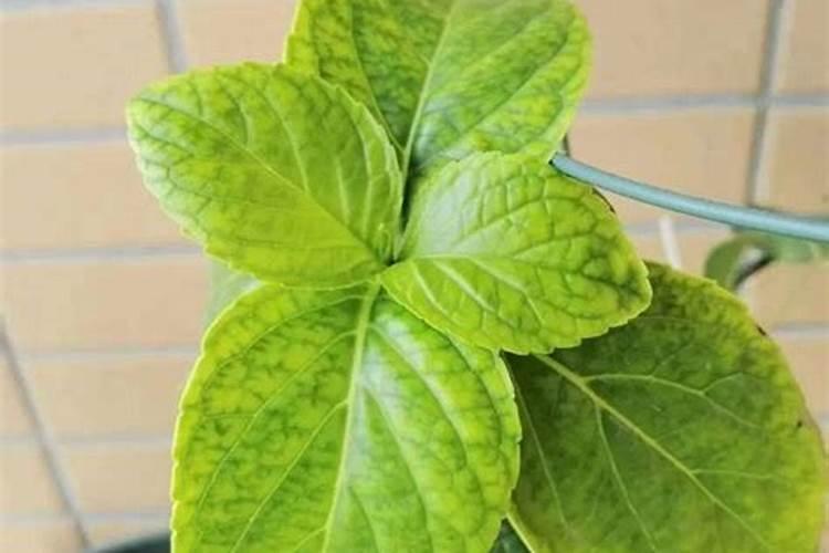 茶花多少天浇一次水合适