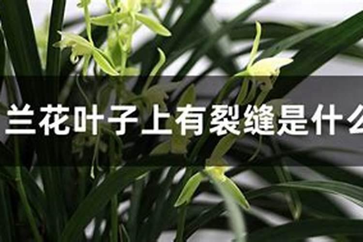 西瓜亩产量一般是多少斤