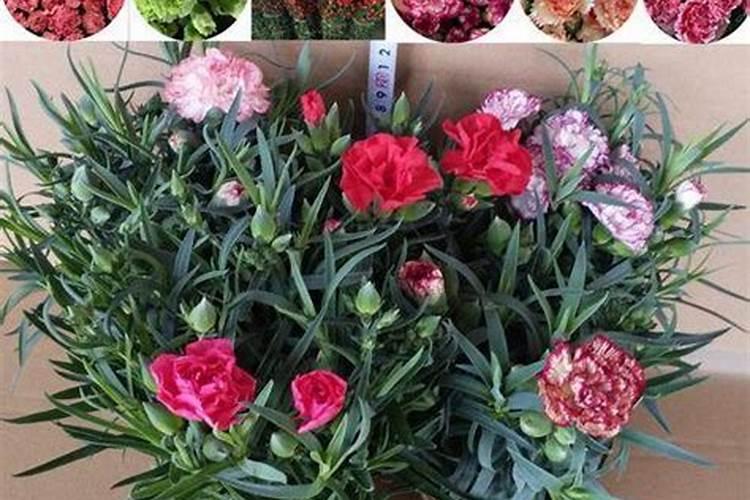 鱼塘施磷肥几天可以消石灰