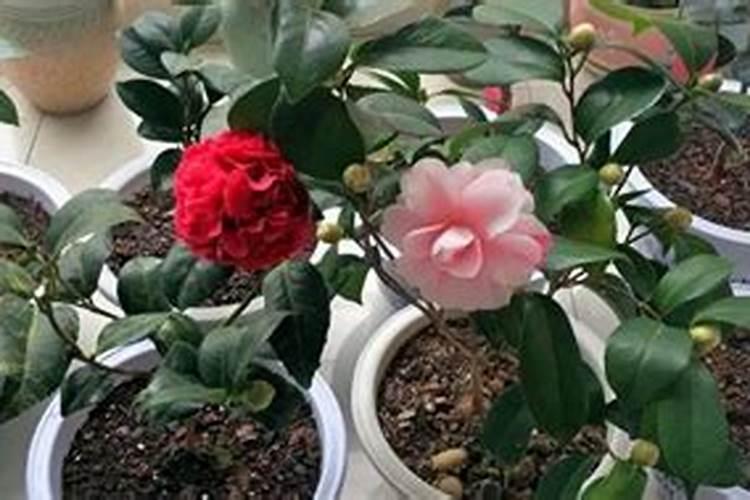 茉莉花四季怎么施肥