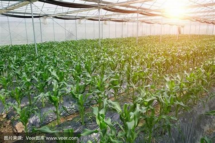麦子收割以后持续出现干旱天气,如何才能种植及时？