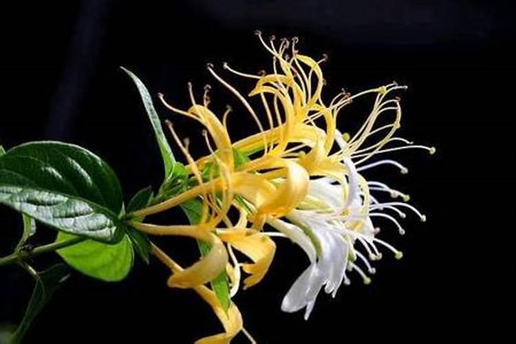 金银花开春第一水要不要施肥？