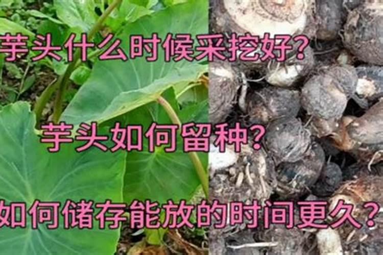 植物缺氮的症状