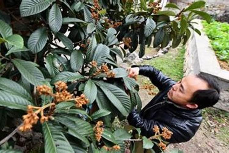 枇杷施肥用什么最好