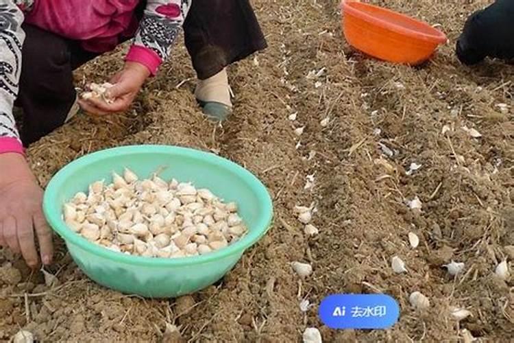 大蒜用什么肥料长得快