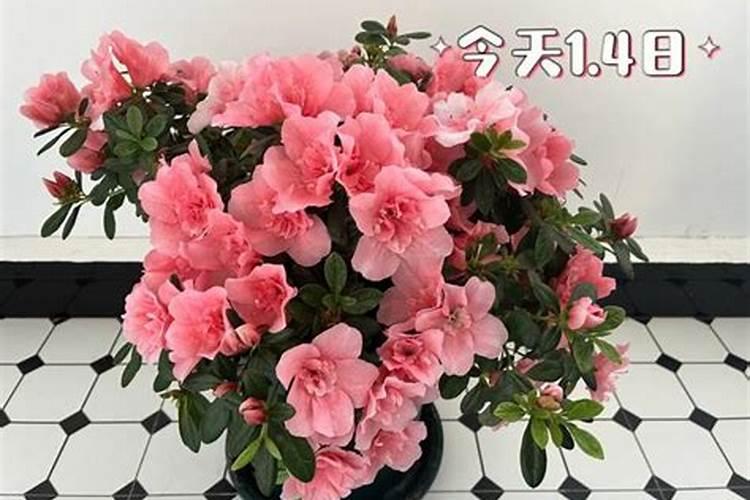 杜鹃花催花时间和方法
