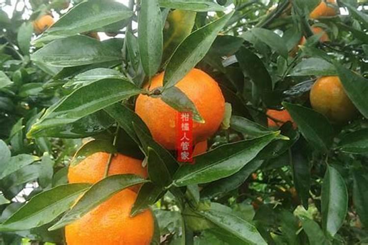 橘子底肥放什么肥好(底肥施用方法)