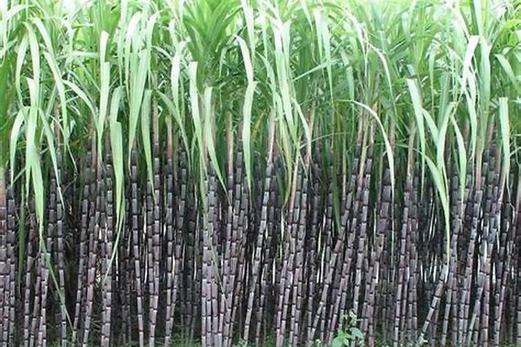 金银花浇水时间和正确方法