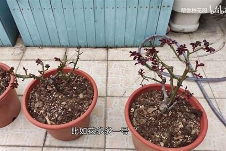 包粽子用什么叶子,是干粽叶好还是湿粽叶好