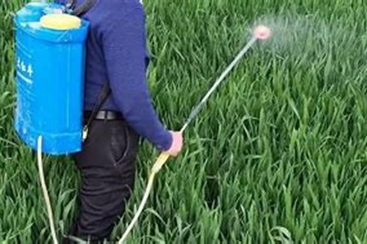 芝麻啥时候打彭化剂好