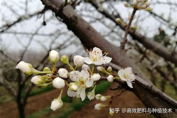 玉米苗水淹发黄怎么办