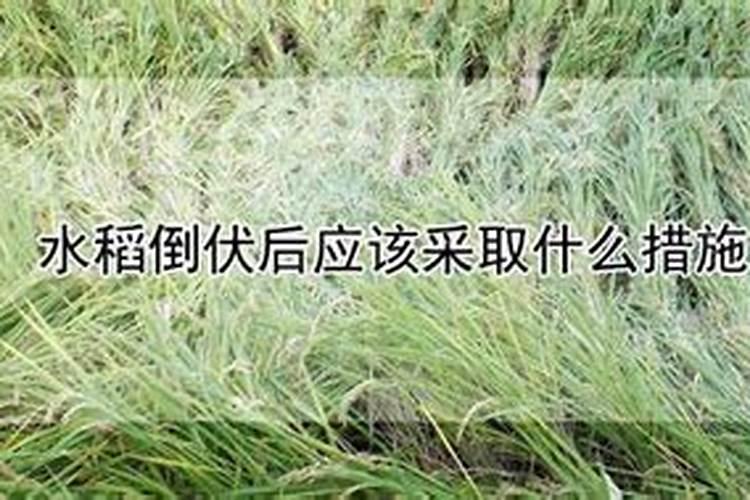 易倒伏是缺什么肥
