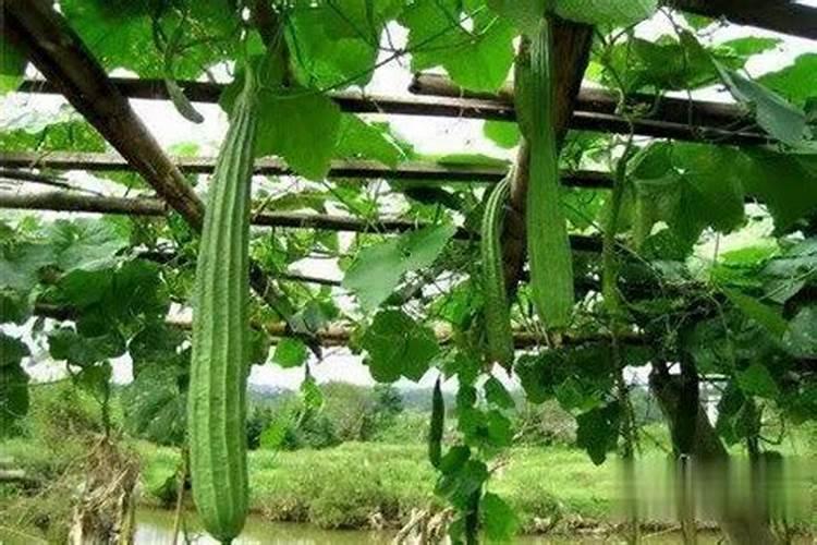 叶绿素叶面肥喷在秧田里能用几次吗？