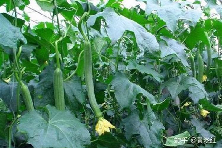 种丝瓜用什么肥料最好