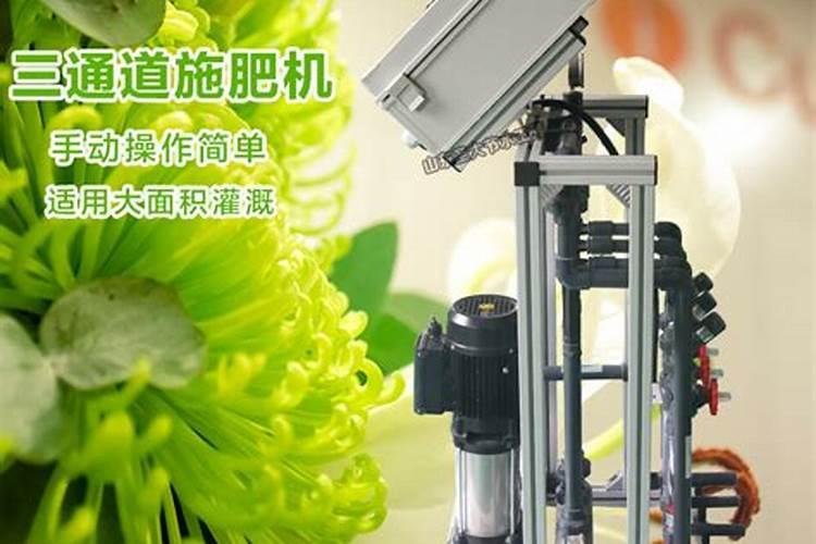 没有香味的桂花树是什么样子？