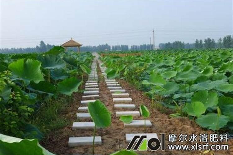 莲藕用什么肥料最好