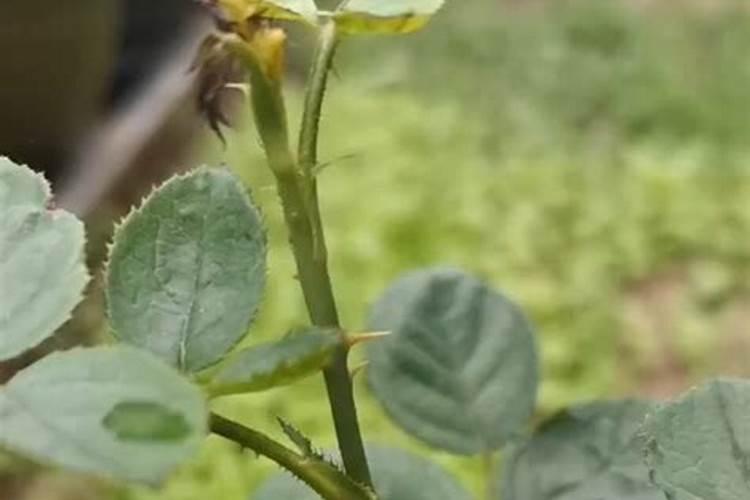 花生开花期要施什么肥