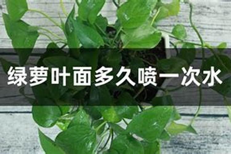 绿萝需要什么肥料 绿萝需要什么肥料才能更旺盛