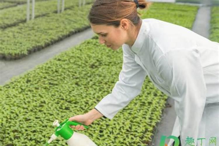 种菜用什么肥料最好 用什么肥料种菜好