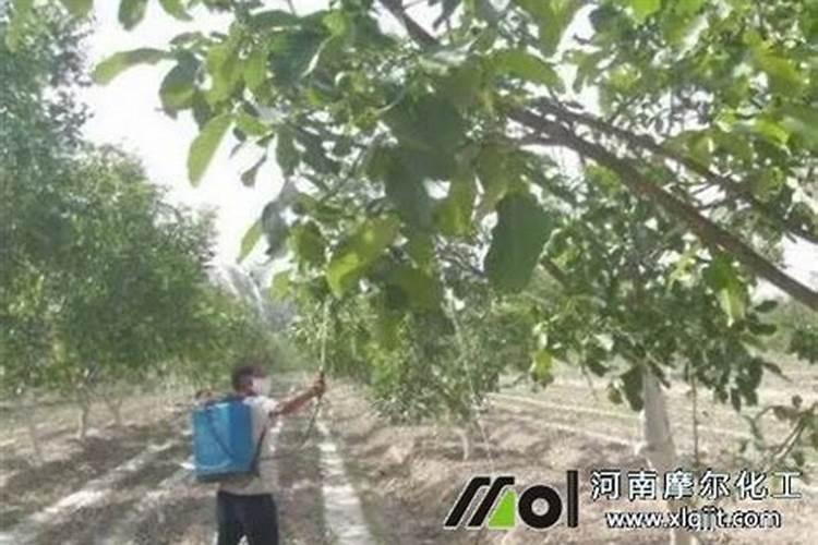松树枯死的抢救方法是什么