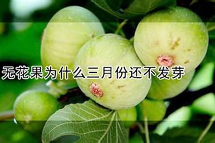 无花果移栽后不发芽怎么回事