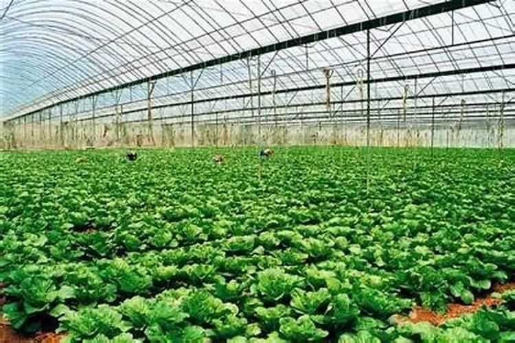 农业生产中铵态氮肥为什么不可与碱性物质混用