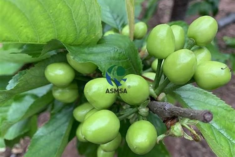 育的花菜白菜包菜苗出土后多少天可打点叶面肥？