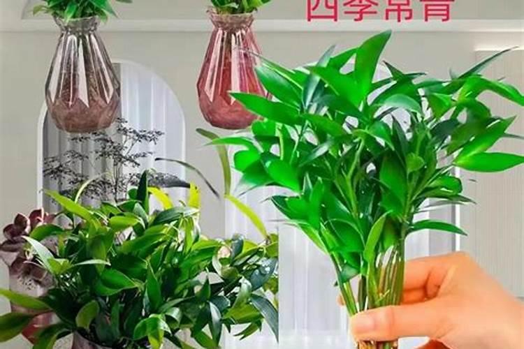 什么是鱼骨粉？