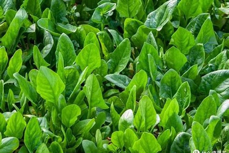 菠菜施肥用什么肥料