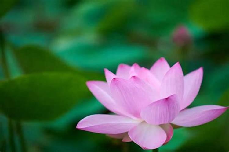 夏天可以栽栀子花吗？