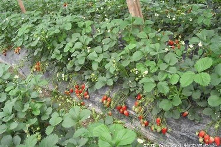 种草莓用什么肥料好,盆栽草莓施肥用什么肥料好