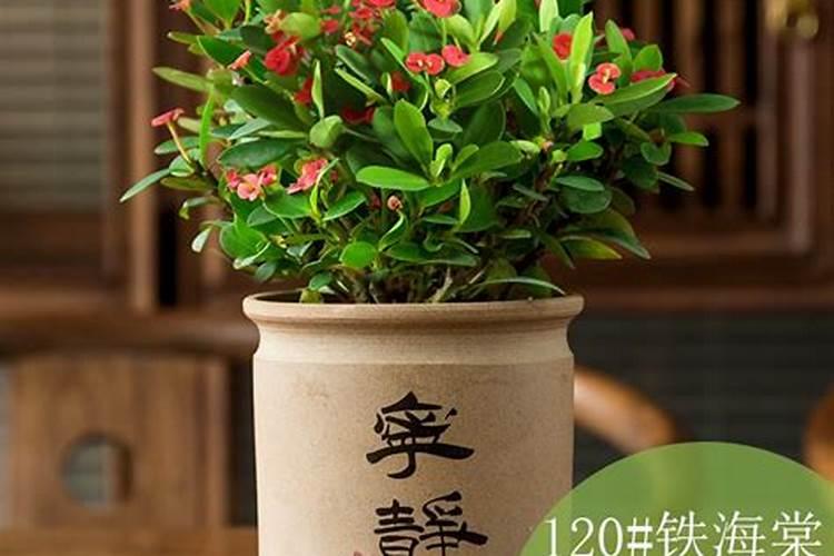 石海椒的生长环境是怎样的？