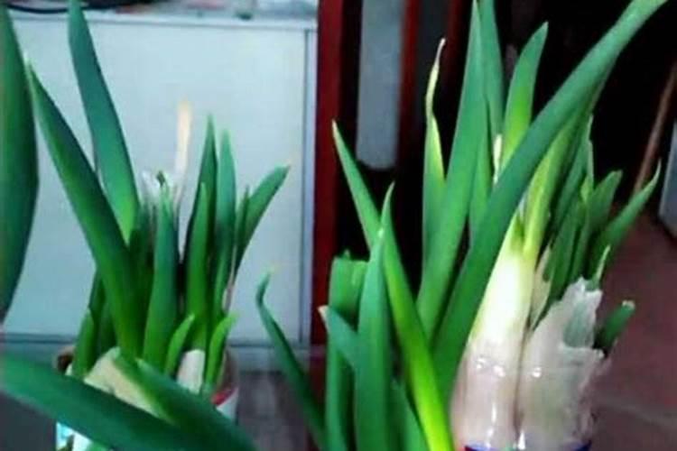 大葱施肥用什么肥料好(家里种植大葱用什么肥料浇最好)