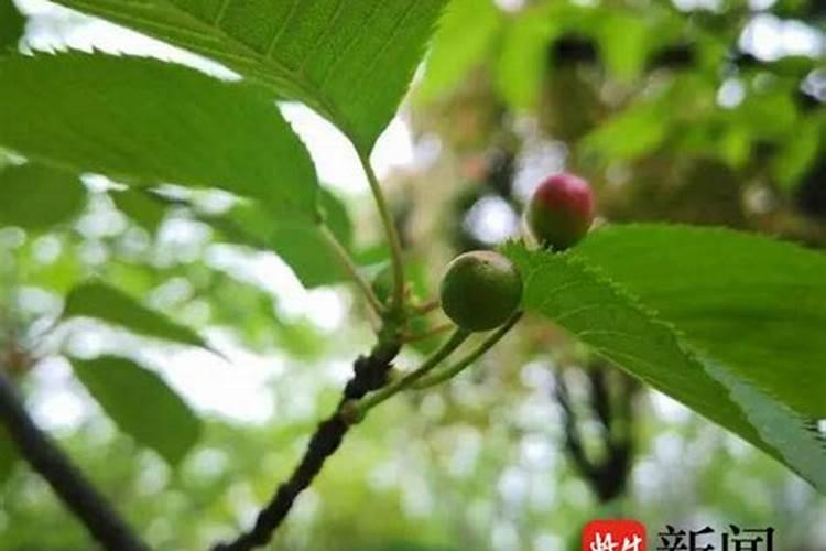 初步区分常用氮肥、磷肥、钾肥的方法是什么