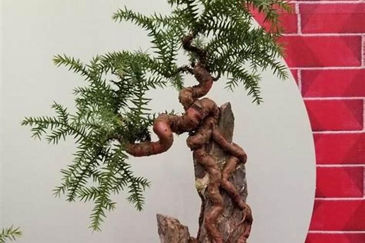 营养液的正确使用方法浇花
