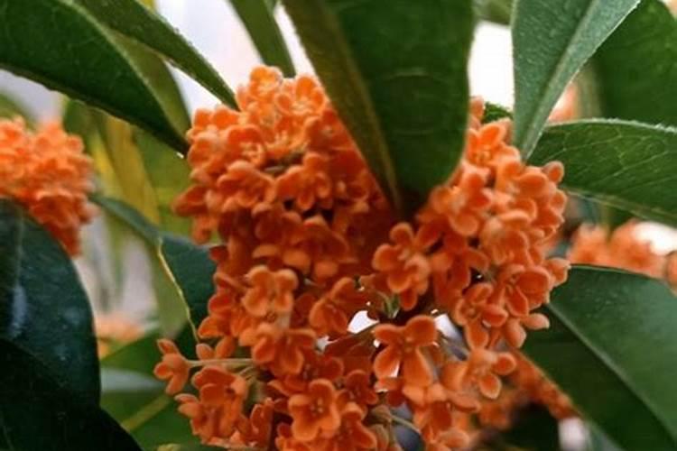 磷酸二氢钾能给桂花叶面施肥吗？有哪位花友知能说一下好吗？谢谢了